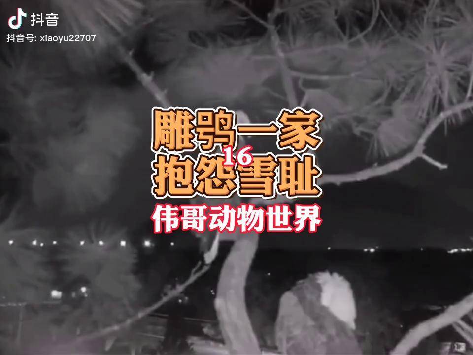 纪录片雕鸮猫头鹰攻击白头海雕美国白头鹰猛禽间的江湖鸟猛禽动物世界