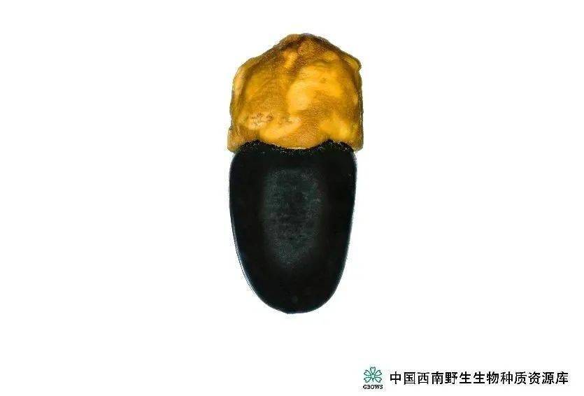 奇妙豆世界(上)丨凡此种种_种子