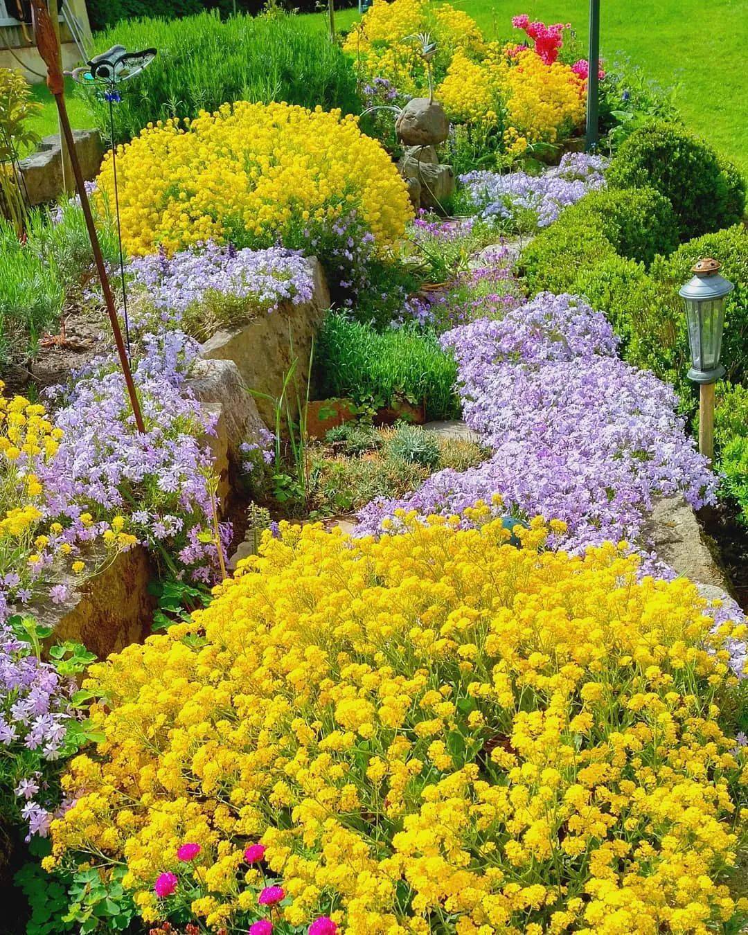 花园里的岩生庭荠,就像是一道光,总能抓住你的目光!