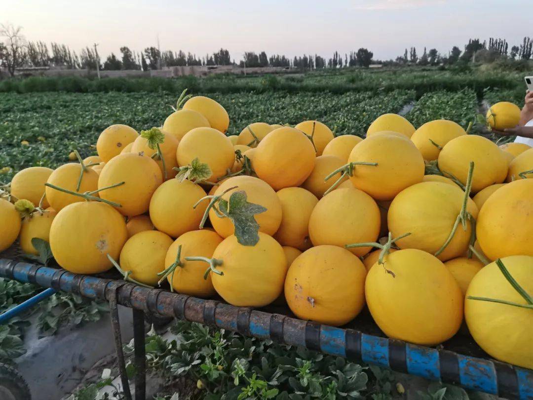 我与"甘味"的故事|民勤蜜瓜为何香飘全国?