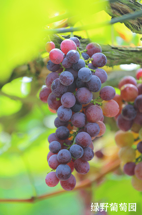 买10斤送5斤浏阳这里的葡萄新鲜上市城区送货上门
