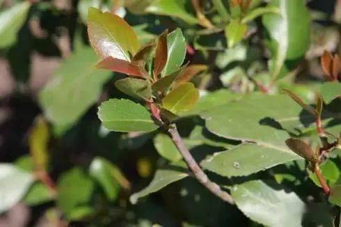 全国人民疯狂吸毒,总统却当甩手掌柜,一个国家是如何被树叶拖垮_也门