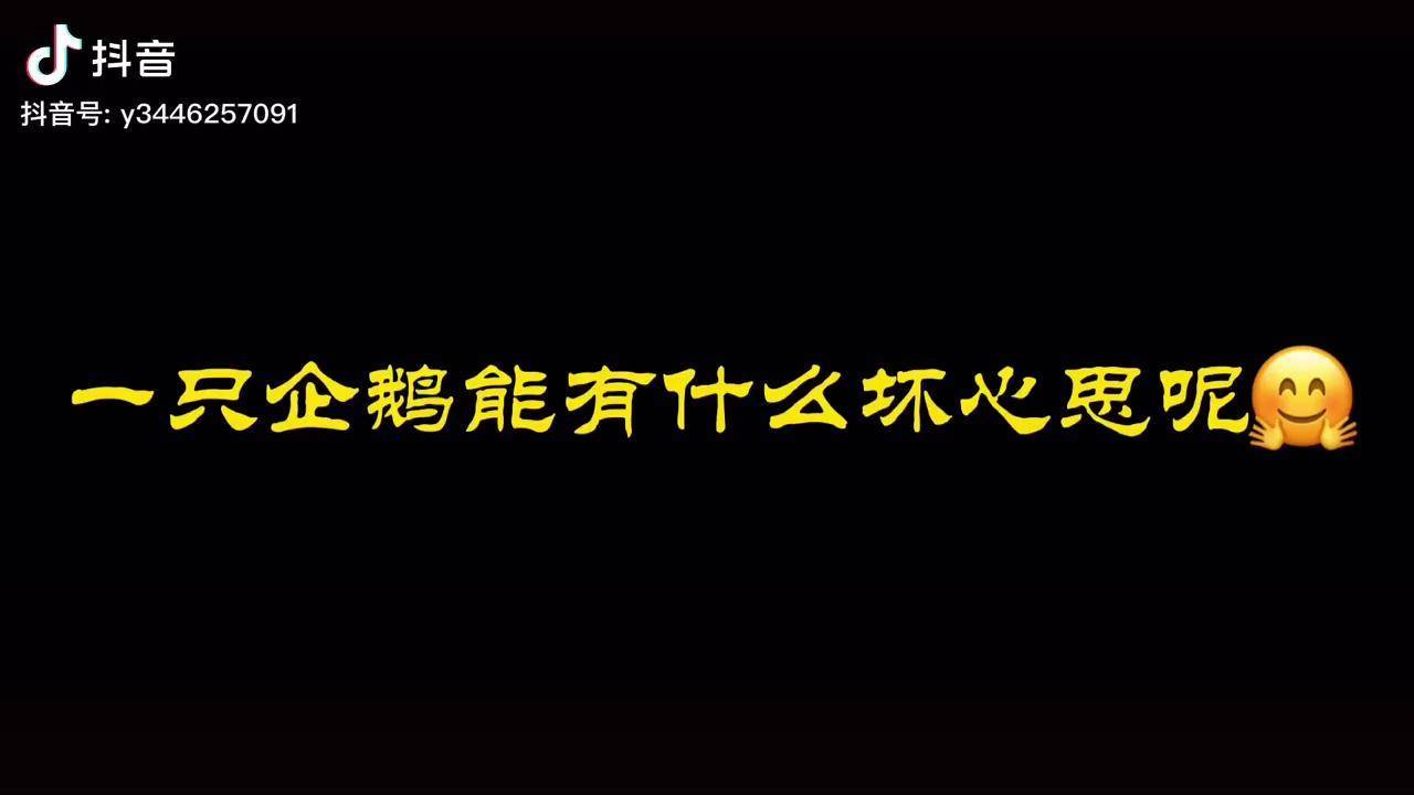 嗨皮牛耶水豚汤馆一只企鹅和一只水豚能有什么坏心思呢07巨量创梦