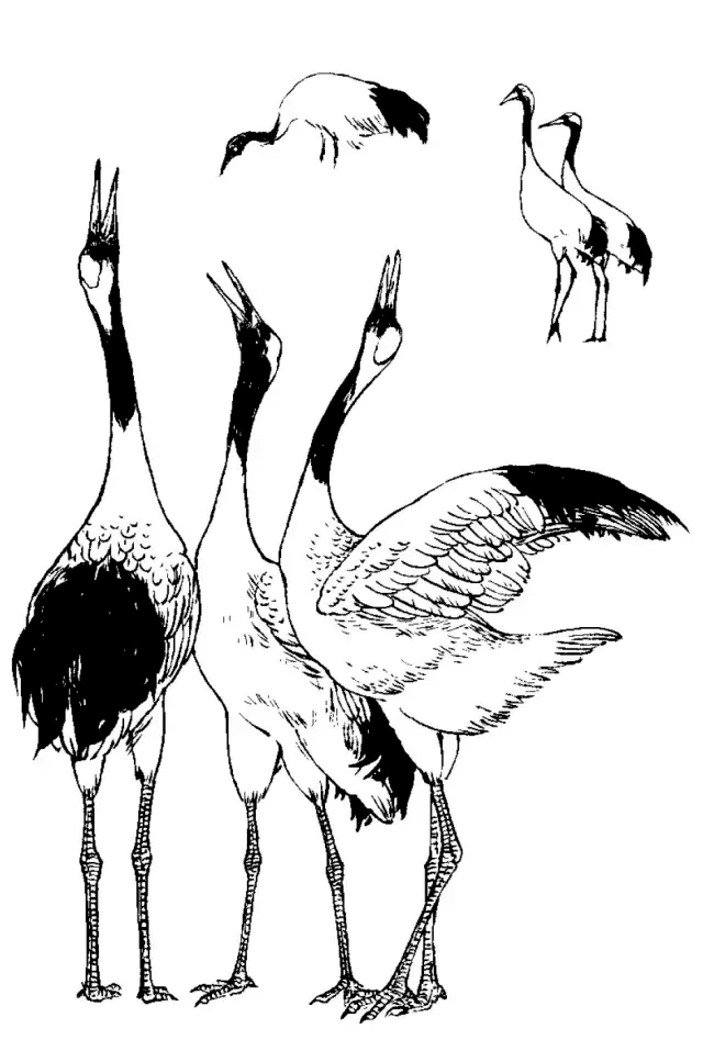 画谱精选白描百鹤谱