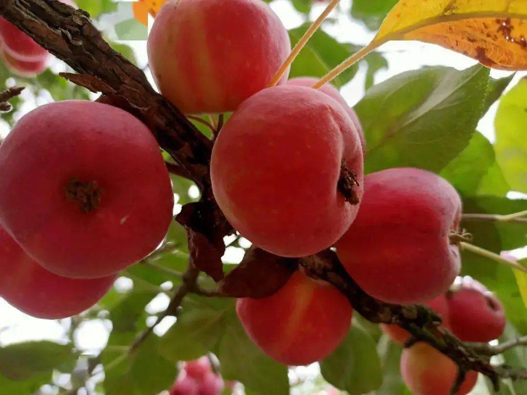 花红,俗称沙果,又名小苹果,成熟期主要是在7-10月份,花红果是一种小