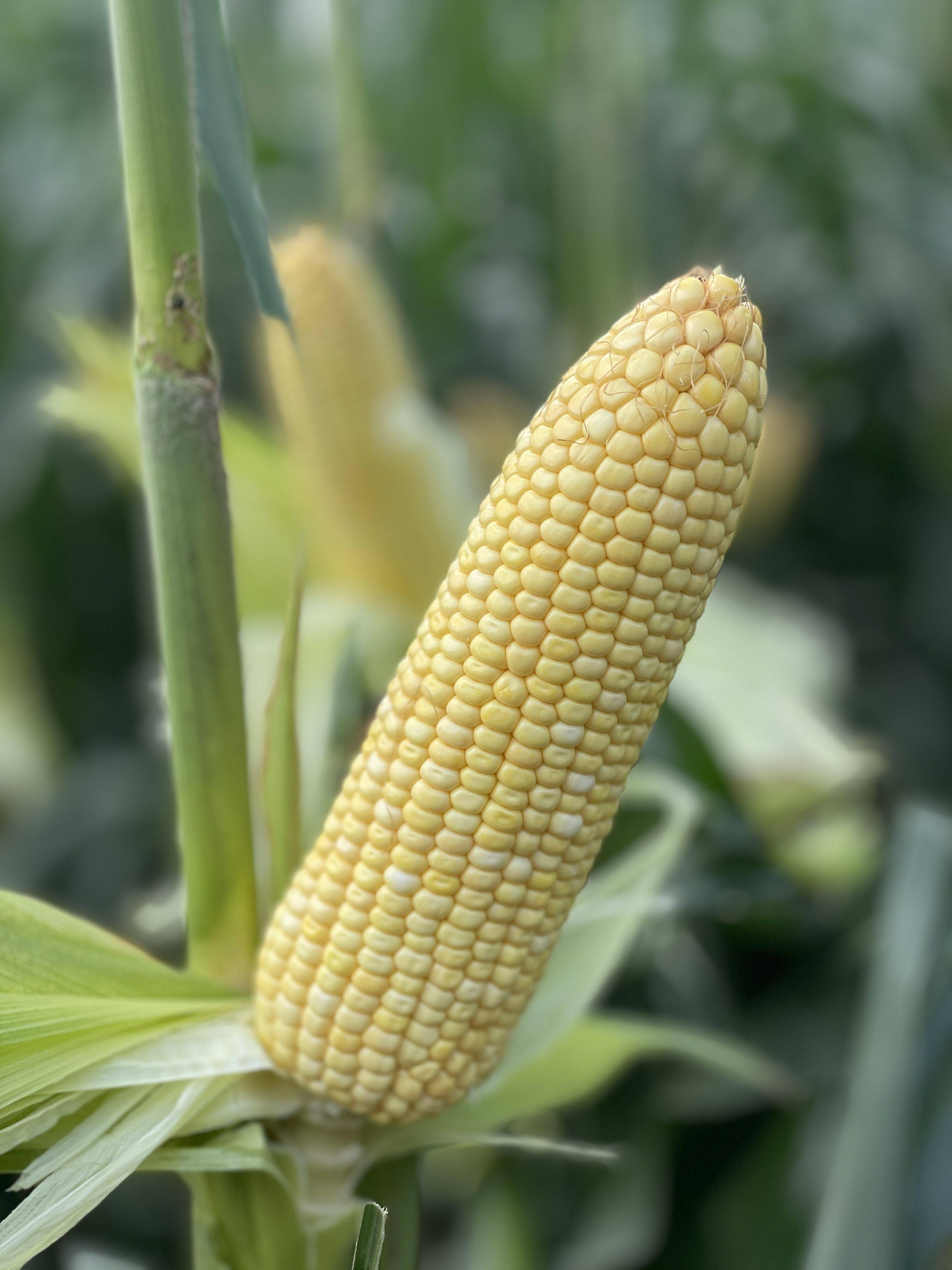 选育的鲜食玉米新类型甜味糯品种"京科糯768"和香味糯品种"京黄糯269"