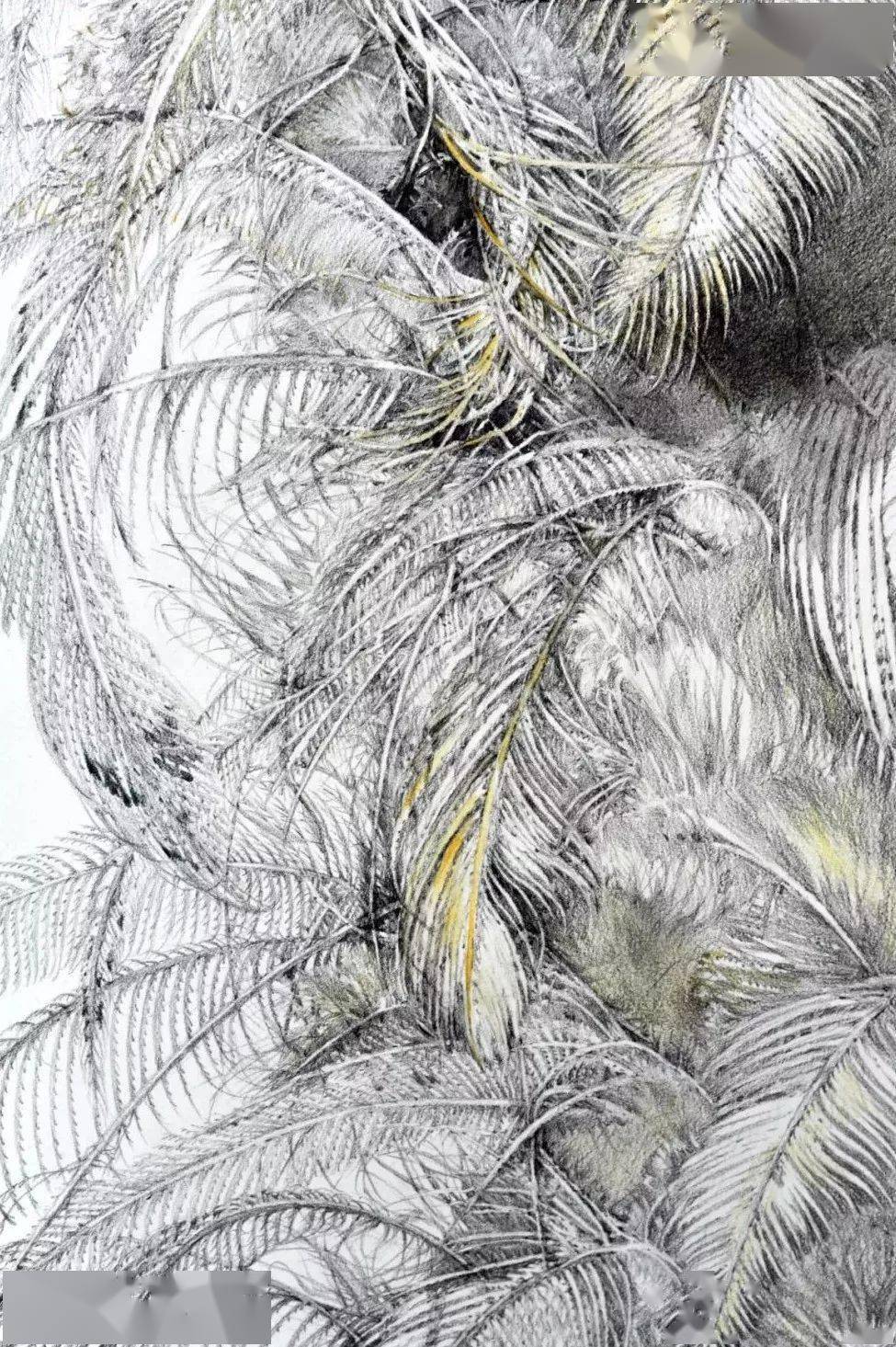 中央美术学院的【精微素描】到底有多牛?把美术生都看跪了!_作品