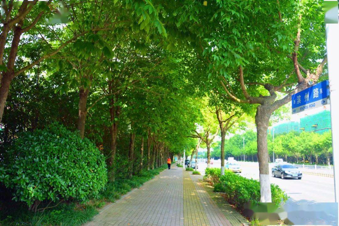 文明视角日照夏日最美林荫路你走过几条