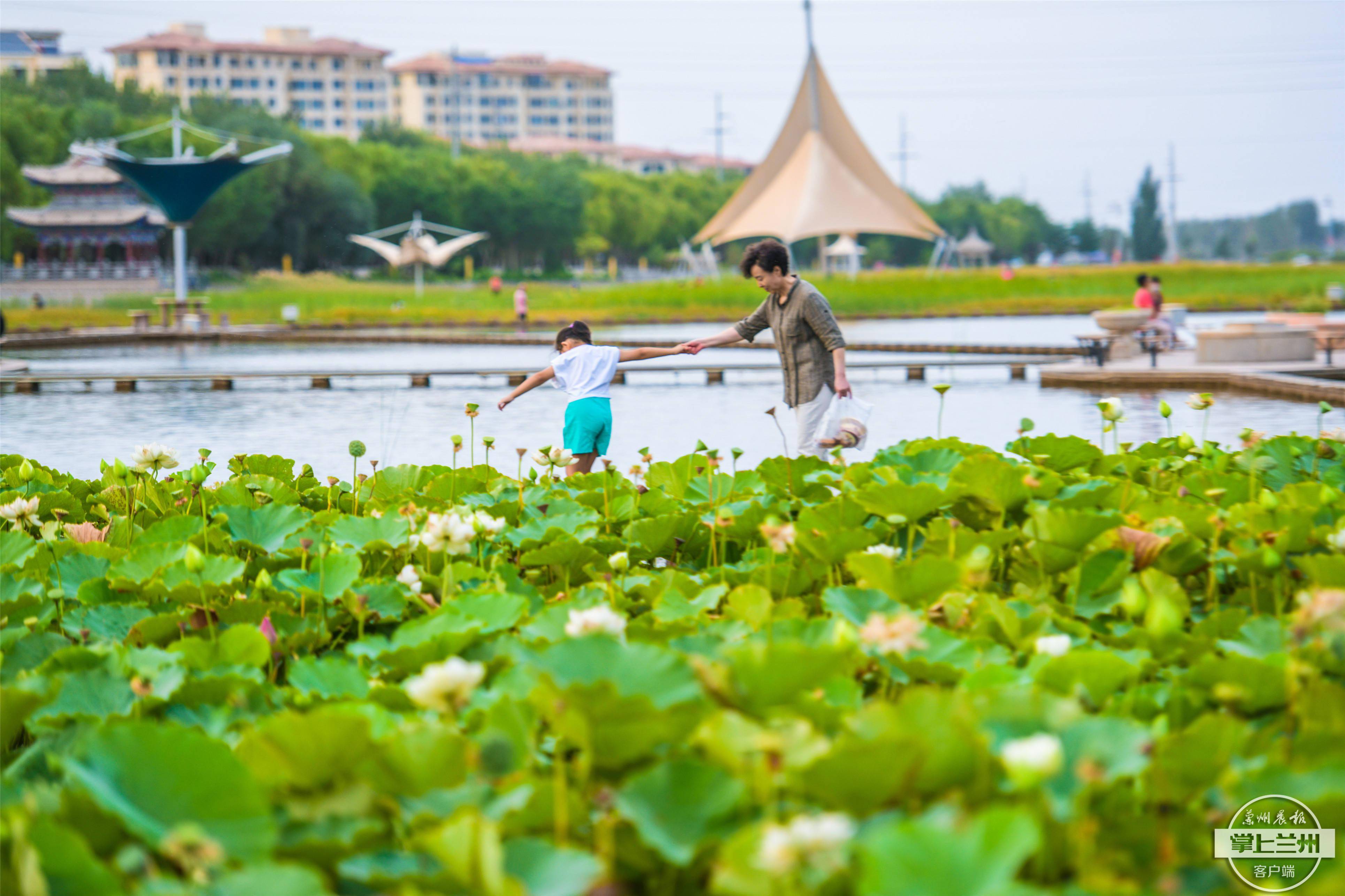 盛夏八月敦煌党河风情线荷花绽放