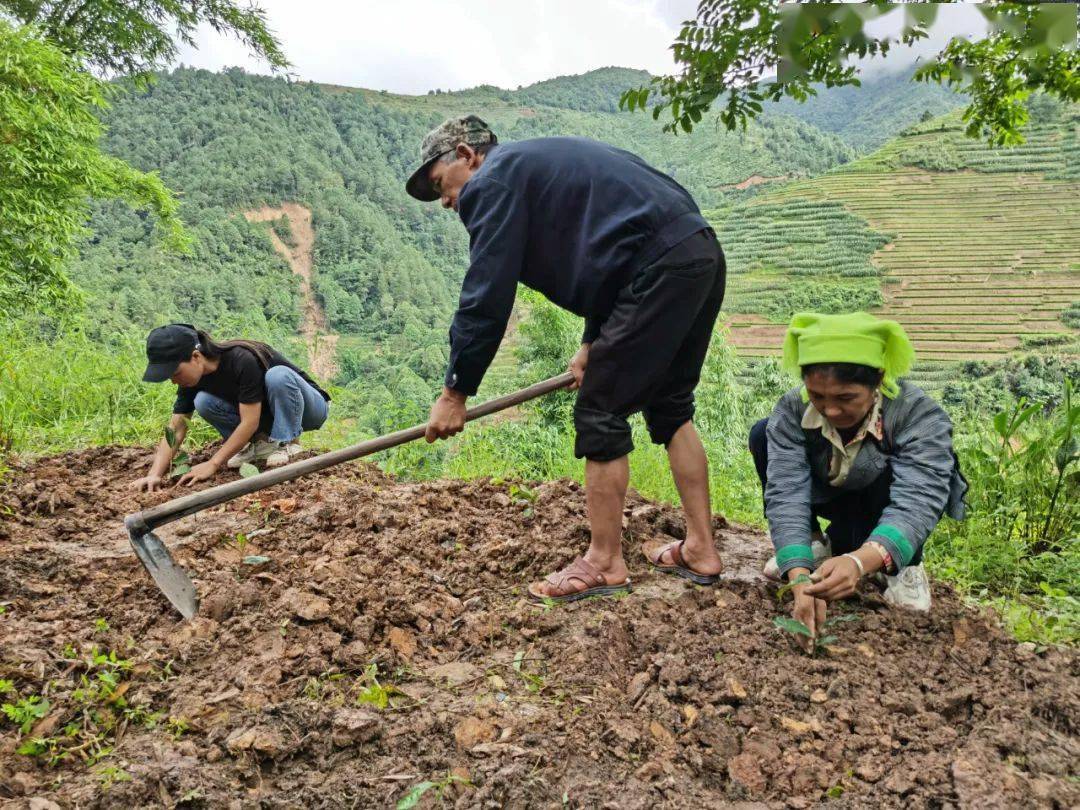 垤玛乡:新种雪芽100号推进茶叶种植转型升级