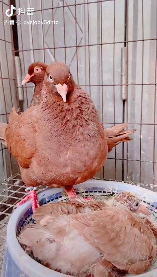 五斤八两中国红元宝鸽.一月繁殖一窝.