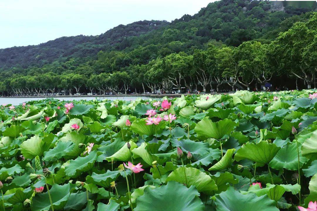 绝绝子杭州荷花进入最佳观赏期赶紧收藏这份夏日赏荷攻略