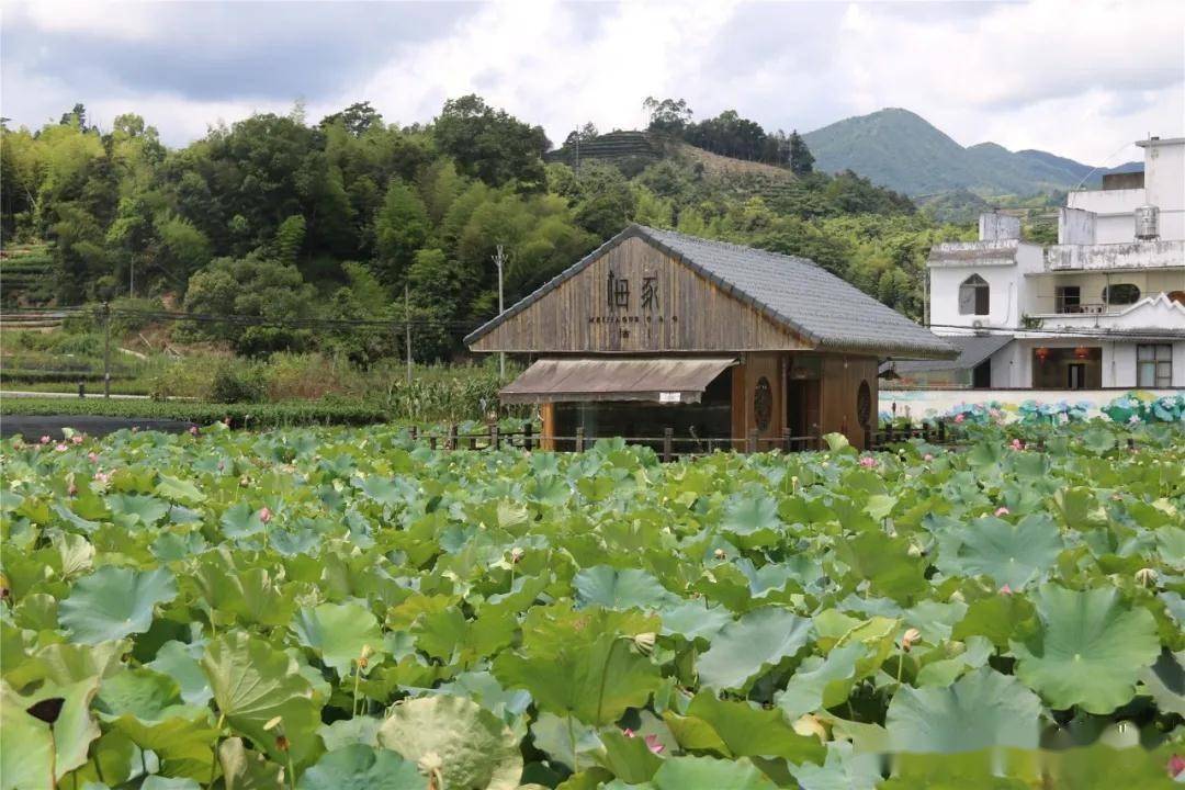 绿水青山福建福鼎柏柳村庭院小美与乡村大美和谐共融