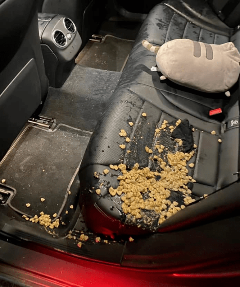 的狗子名叫白牙 是她在半年前领养来的  白牙从小就很喜欢坐车出去玩