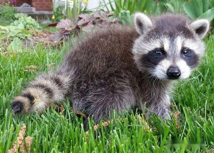 老奶奶亲手喂大的小浣熊,被放回野外后,连续3年回家看望奶奶,好有爱~_