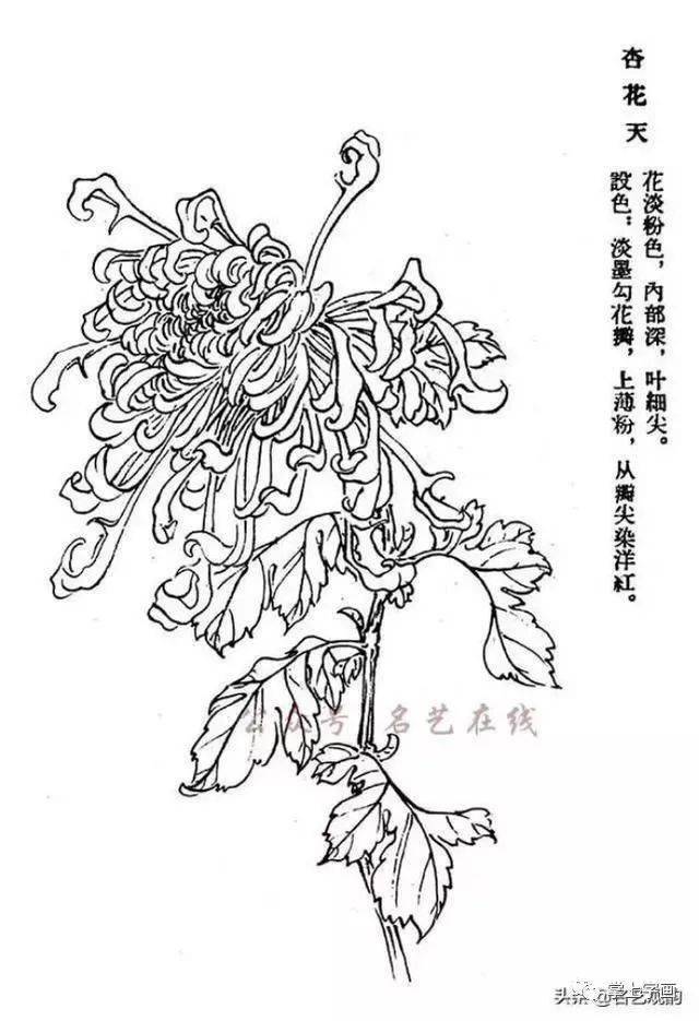 60种菊花工笔白描写生画法