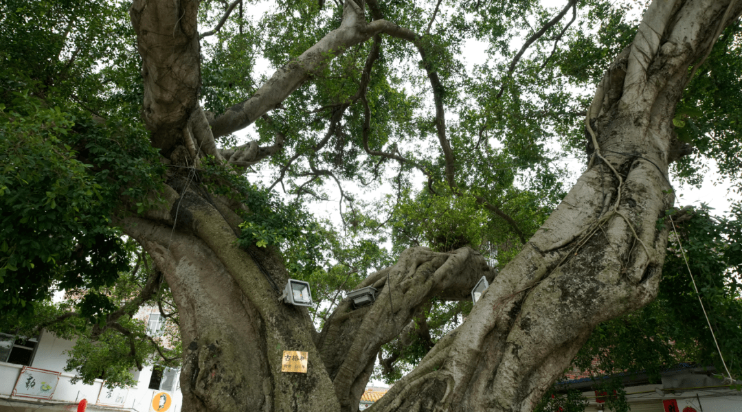 兴业有一棵长了400多年的古榕树快来看看你见过吗