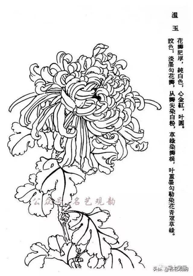 60种菊花工笔白描写生画法