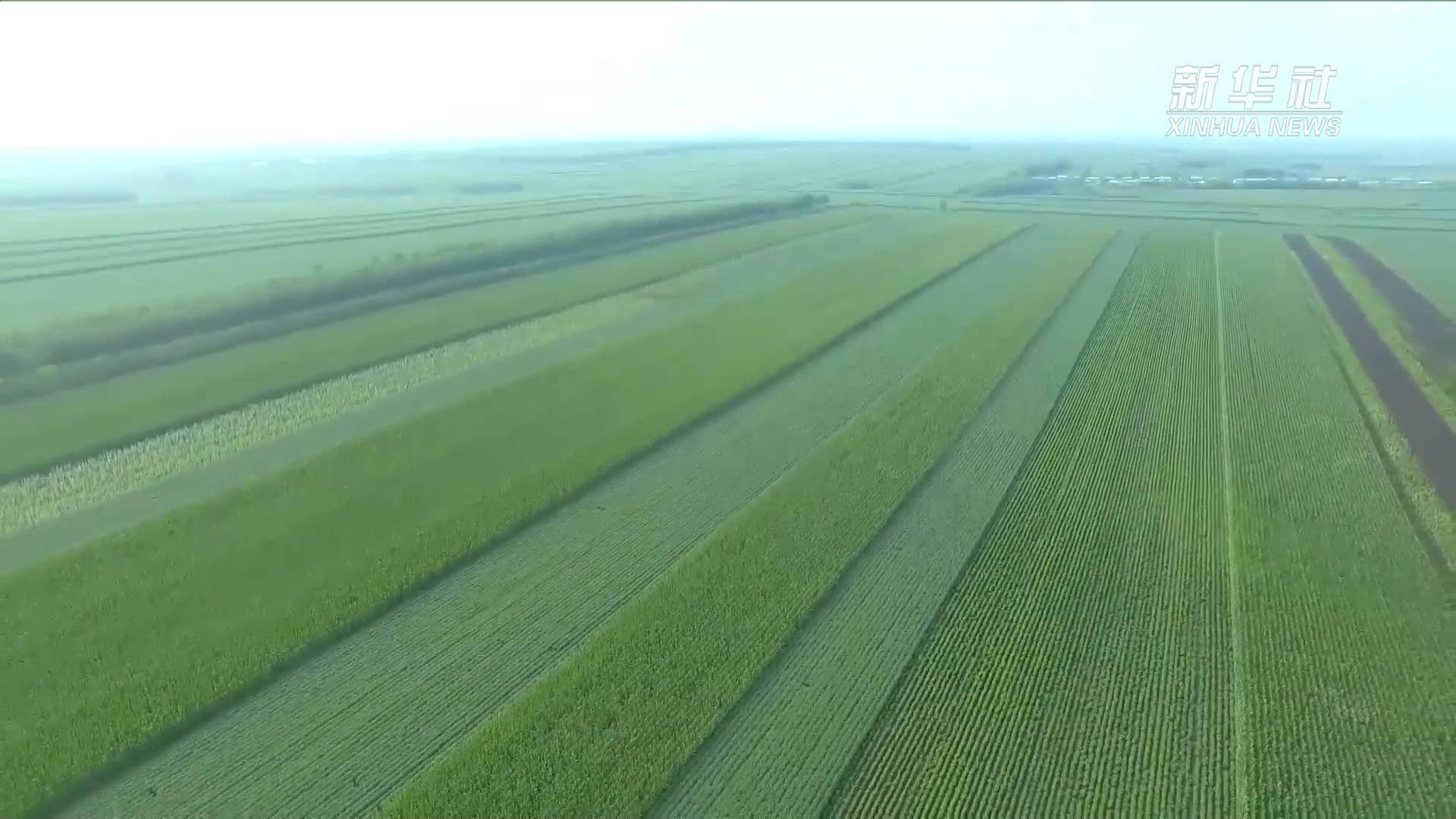 全球黑土区仅有三片,分别位于乌克兰第聂伯河畔,美国密西西比河流域和