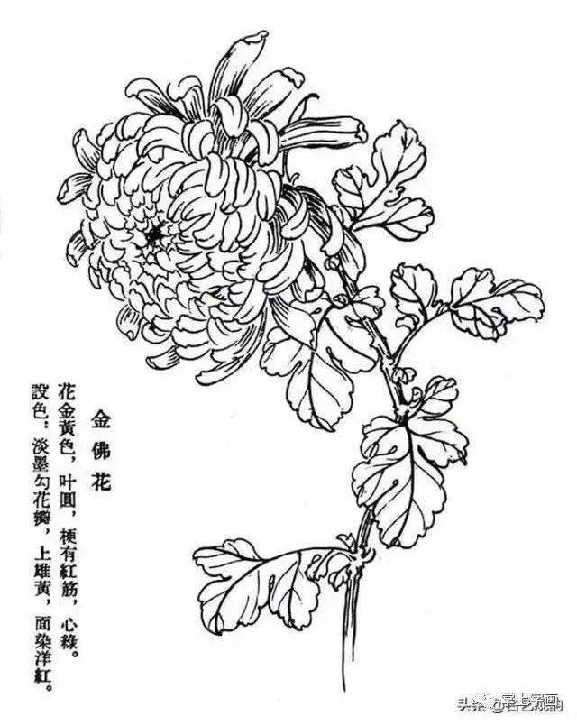 60種菊花工筆白描寫生畫法