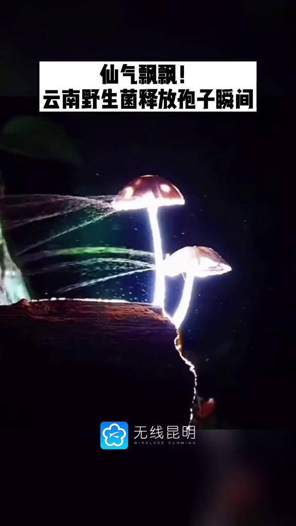 仙气飘飘云南野生菌释放孢子的绝美瞬间云南野生菌蘑菇视觉