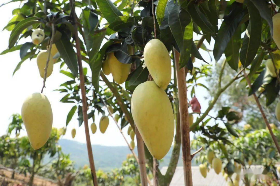 开局十四五奋进新征程大化县常怀村荒坡种植金芒果开辟致富新天地