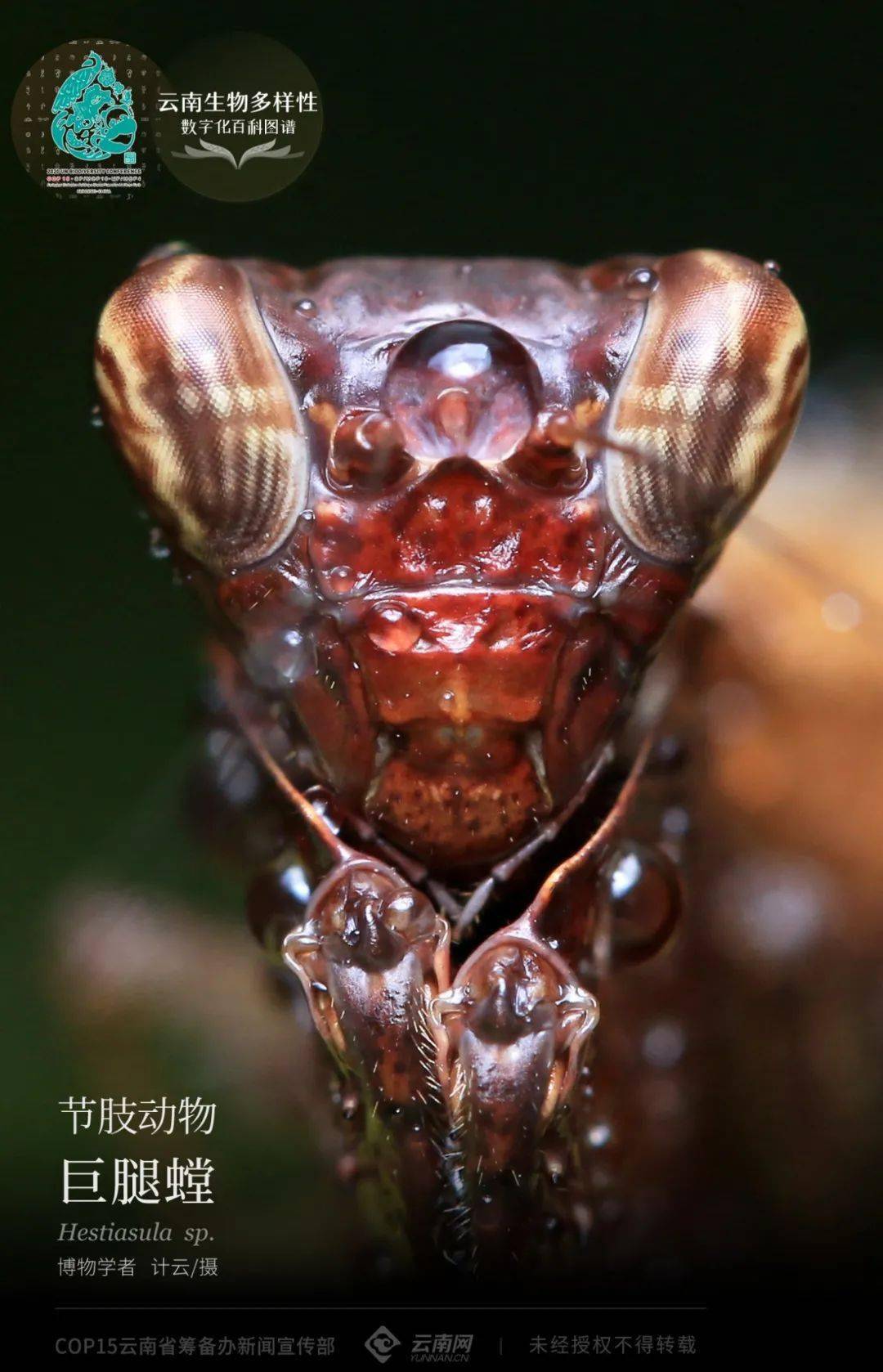 霍氏巨腿螳螂图片