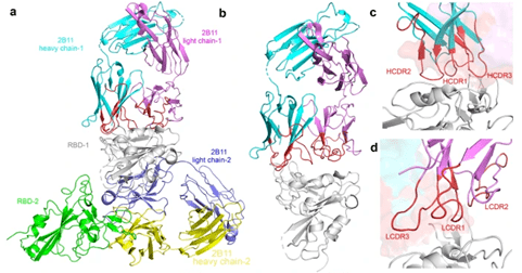病毒|重要发现！中国研究团队发现针对德尔塔毒株有效单克隆抗体
