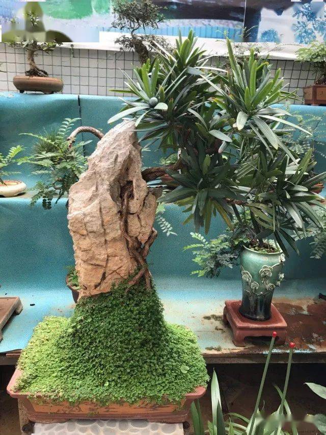 只需3分钟六步骤亲手制作一盆市场卖脱销的抱石型盆景