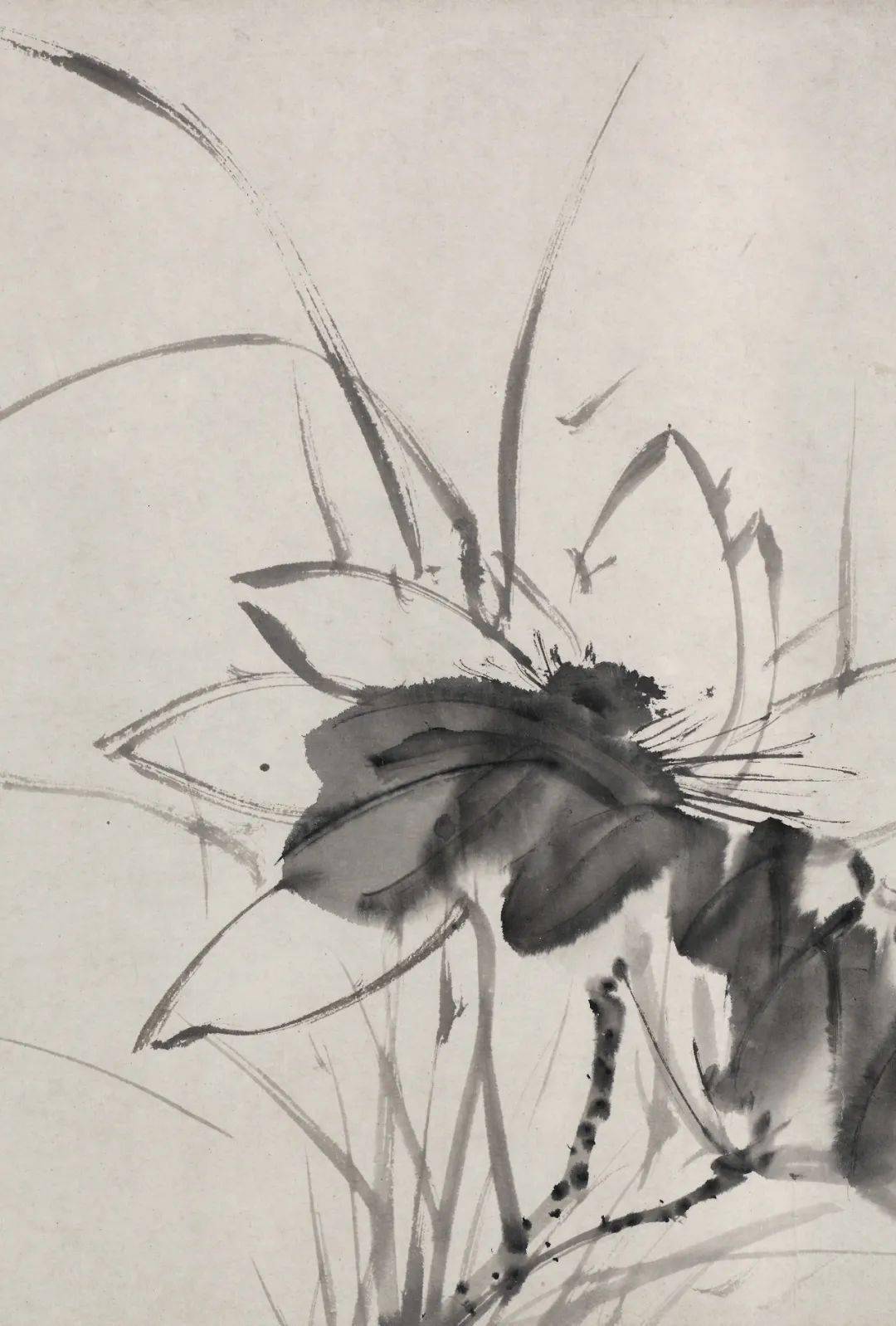 徐渭的墨花这才叫玩水墨