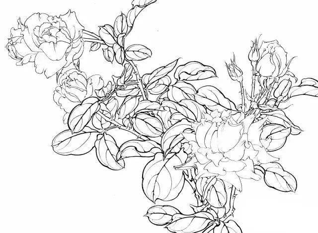 国画教程月季花的白描写生技法月季花图谱