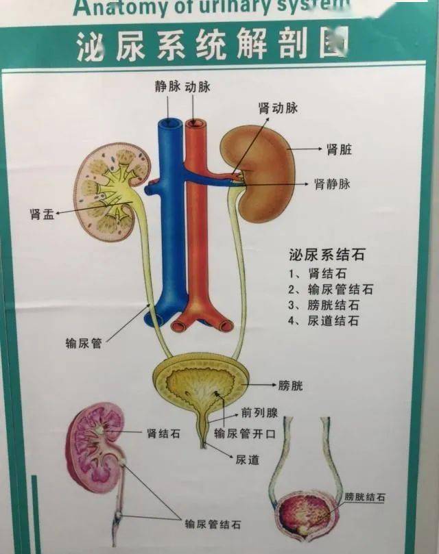 人体输尿管的位置图图片