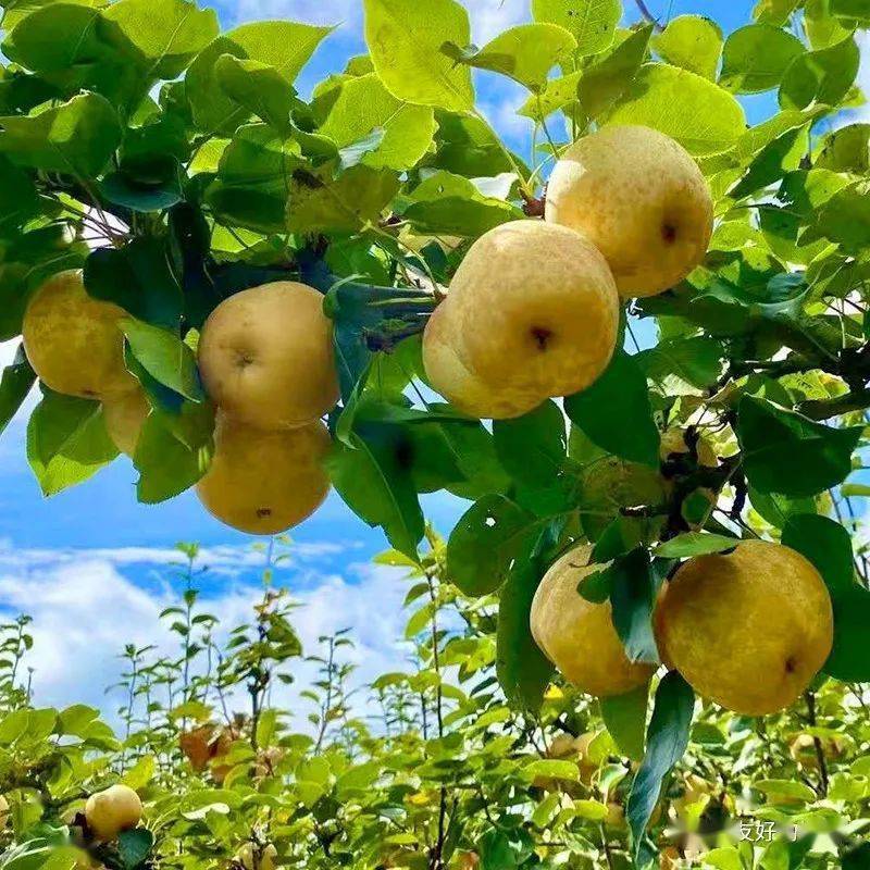 【连州水晶梨】农场现摘直发,爽脆清甜,清心润肺,赏味期最后10天!