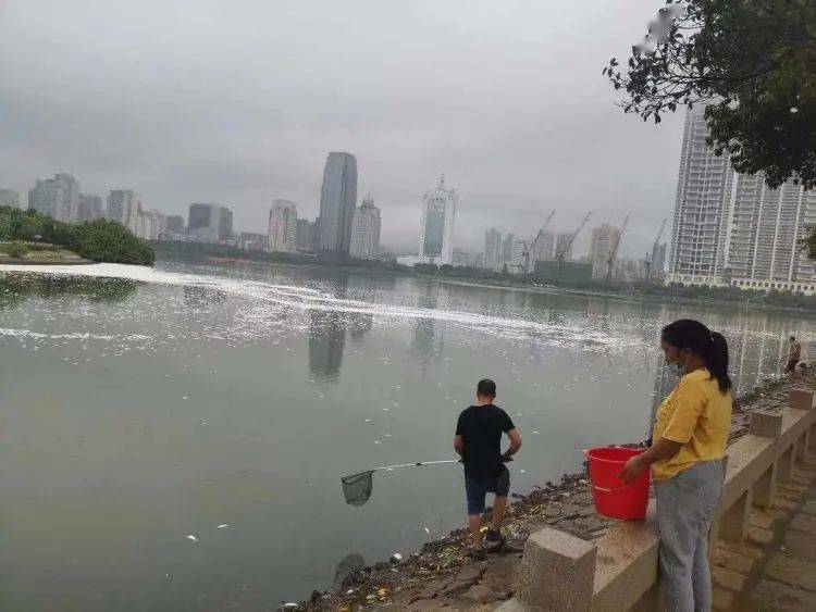 进行|“今早路过厦门这里，水上一片白花花的全是死鱼，好吓人，还看到有人...”