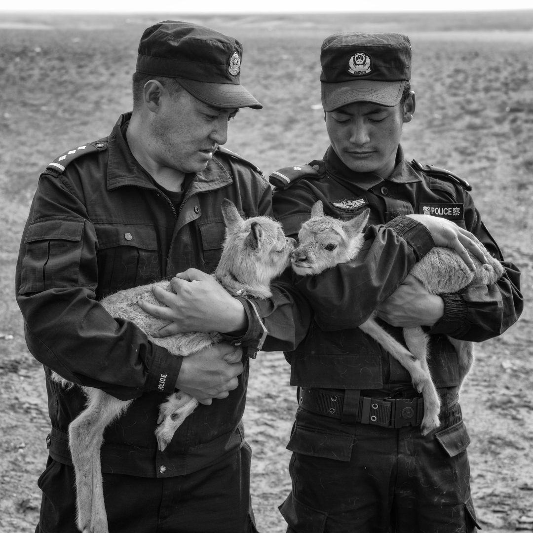 新青海精神——"可可西里坚守"精神(下)_旦正扎西