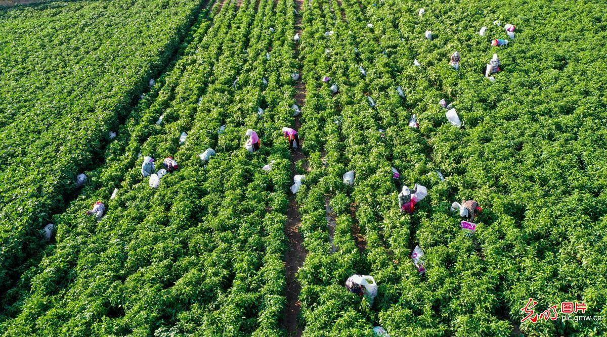 农民在树窝子村永红辣椒农民专业合作社辣椒种植基地采摘辣椒