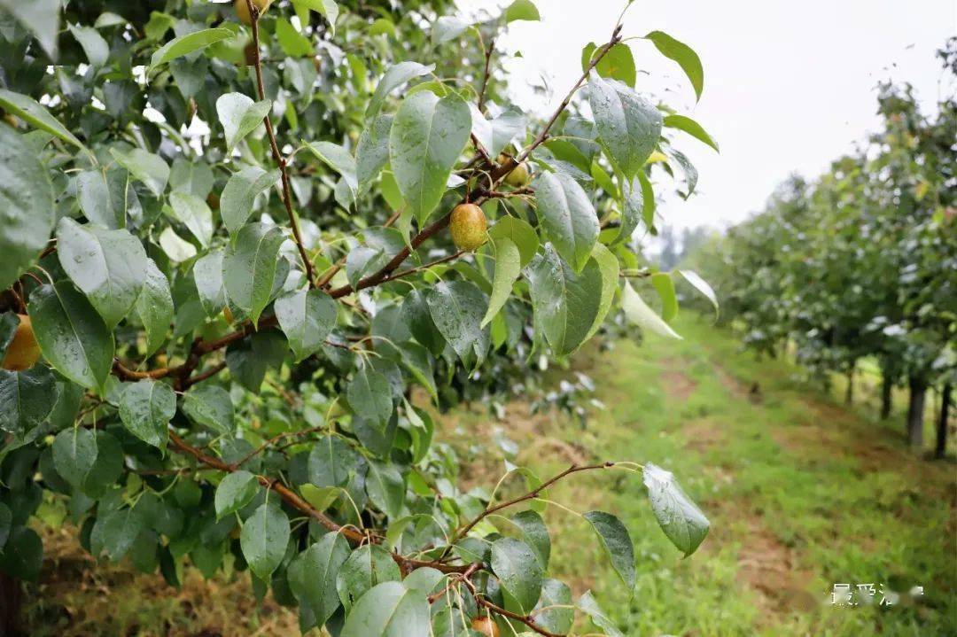 張村村魚稻共生項目,關廟村李應賢金珠沙梨園,石門村花椒種植基地調研