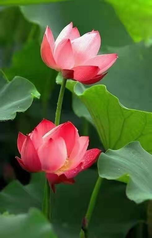 独醉|图集丨袅袅婷婷，摇曳生姿！秋日“荷”你有约