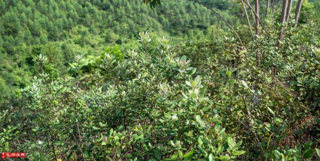 摘稔子啦水鸣这里有一片稔子成熟了还是小时候的味道真甜