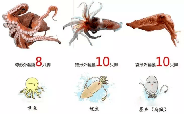 海洋科普1522章鱼的繁殖方式