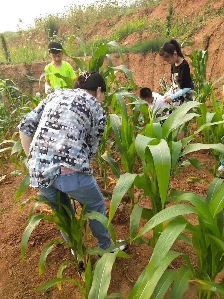 丰收啦玉米飘香龙山小学三年级七班玉米种植实践活动结硕果