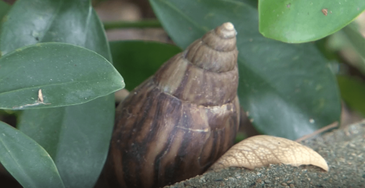 广州增城雨后现非洲大蜗牛医生提醒勿触碰勿食用