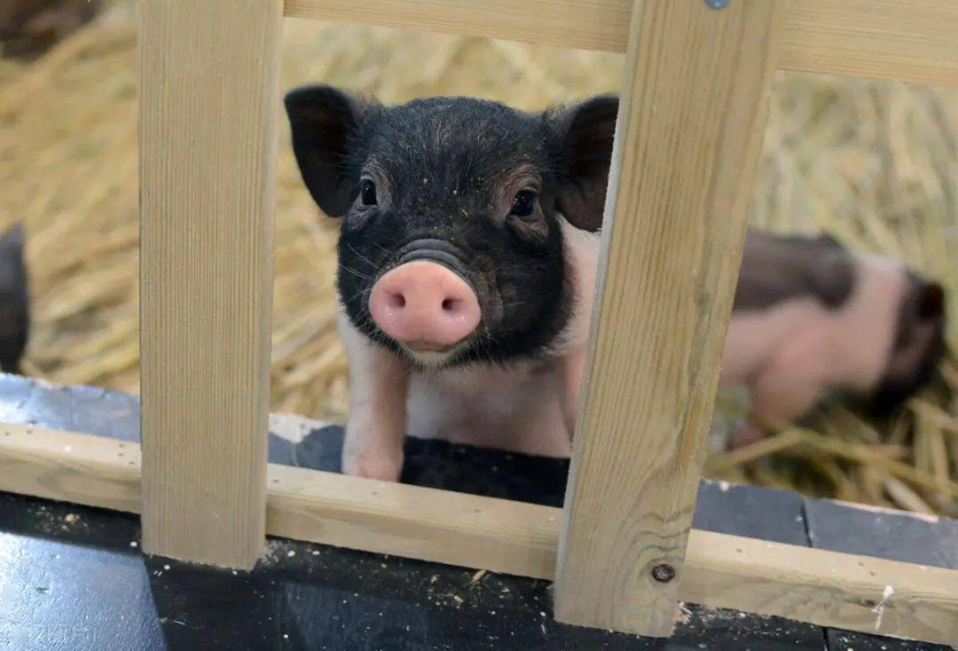 趣測試丨第一眼喜歡哪隻動物測出你性格中的優勢與劣勢