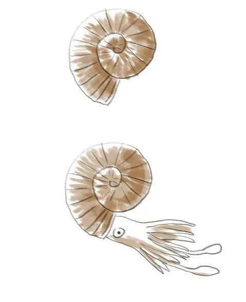 菊石 ammonite在这里的本地化石最烦多的就是两样:有些缤纷的就像化石