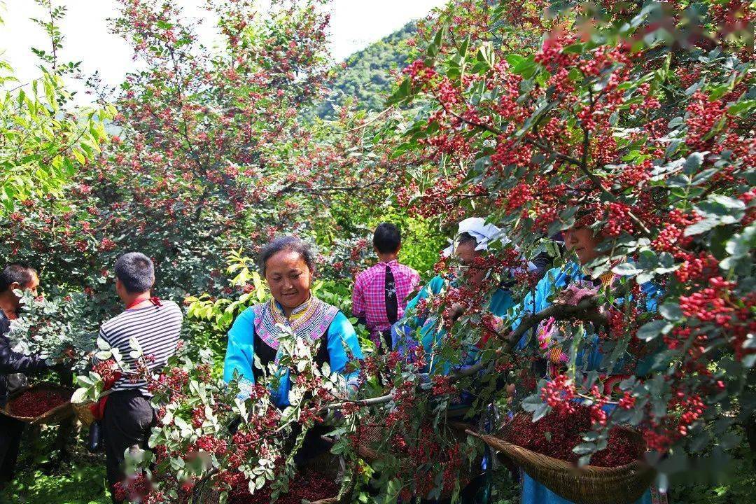 在岷江河谷,高半山村寨隨處可見紅彤彤的花椒掛滿枝頭,椒農們穿梭在