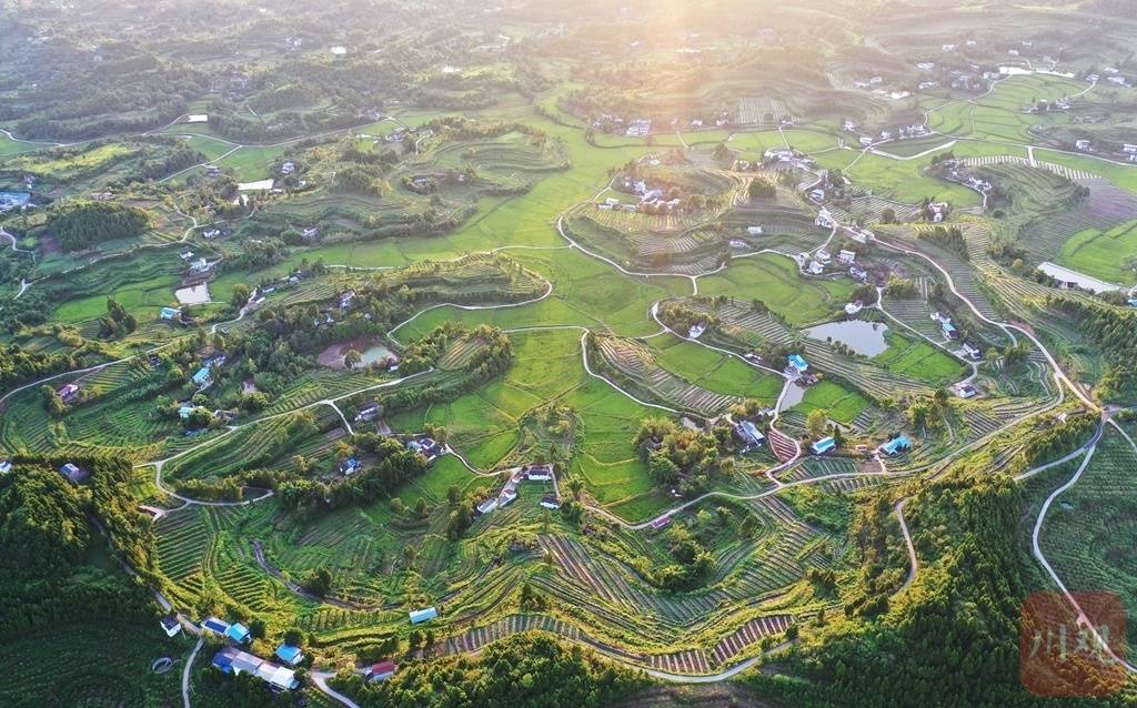 胜村|组图丨微风轻拂 稻穗摇曳 初秋田园风景如画