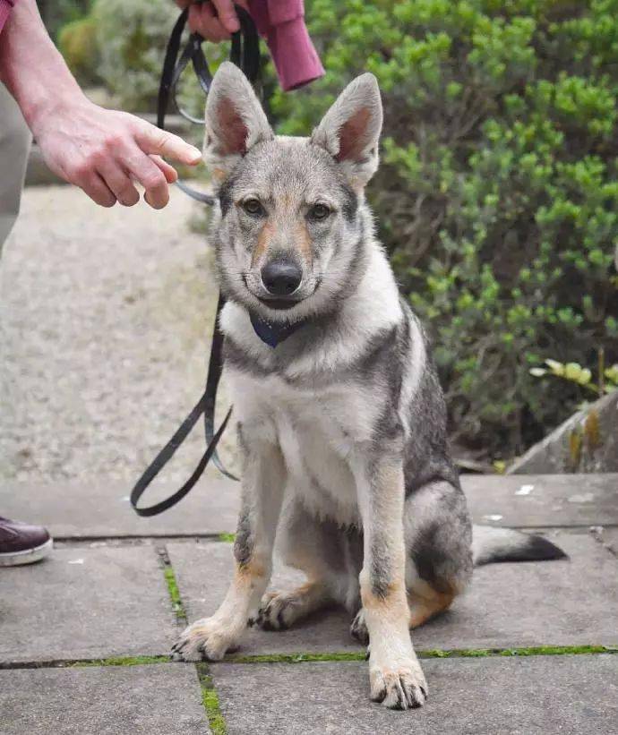 超酷的捷克狼犬國內極為稀有看圖飽眼福