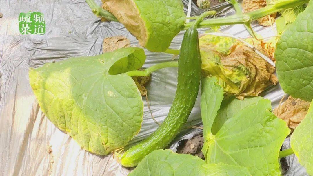 高温阴雨天黄瓜热得都罢工了怎么办