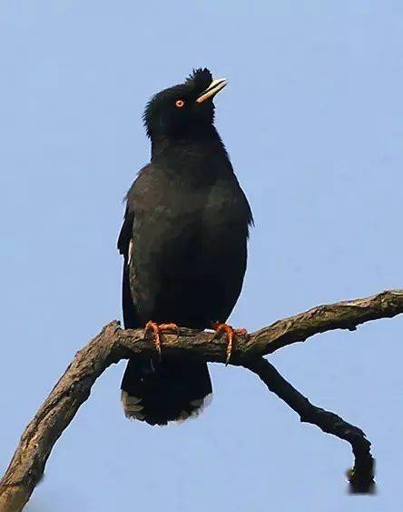 09,南宋李迪《雪树寒禽图》,画的是灰伯劳:10,李迪 《枫鹰逐雉图》中