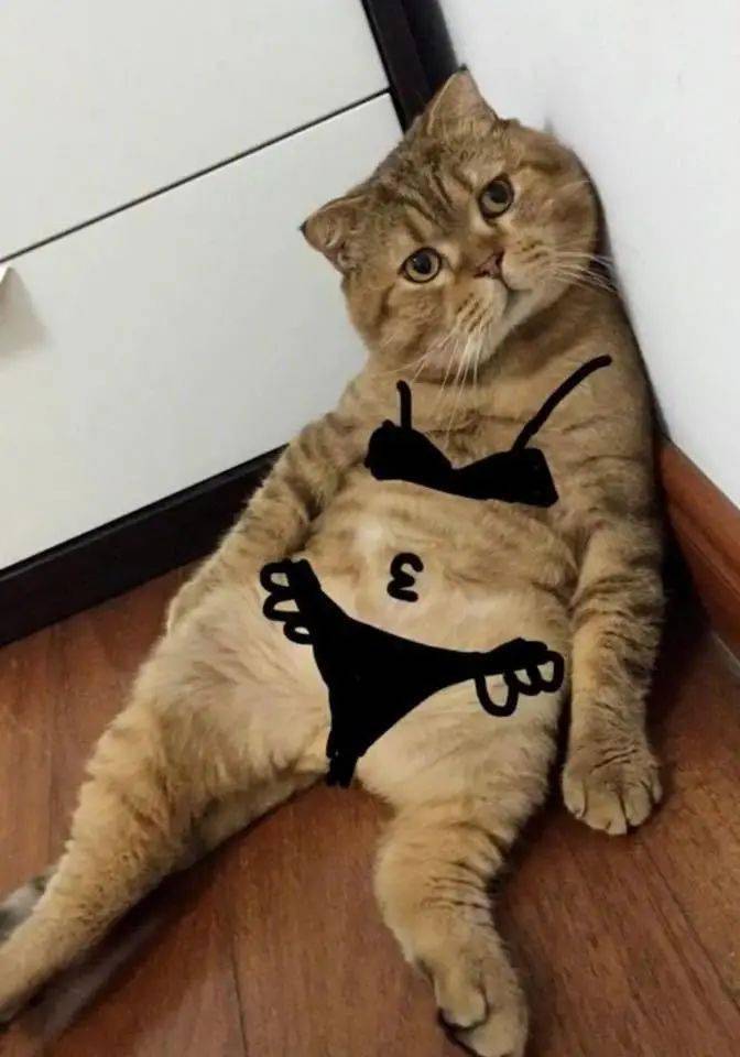 最丑的布偶猫长这样?网友:哈哈哈哈救命啊!